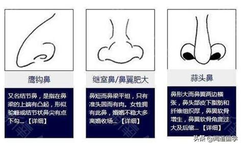 鼻翼 面相|准头、鼻子、鼻翼、鼻梁的面相三六风水网